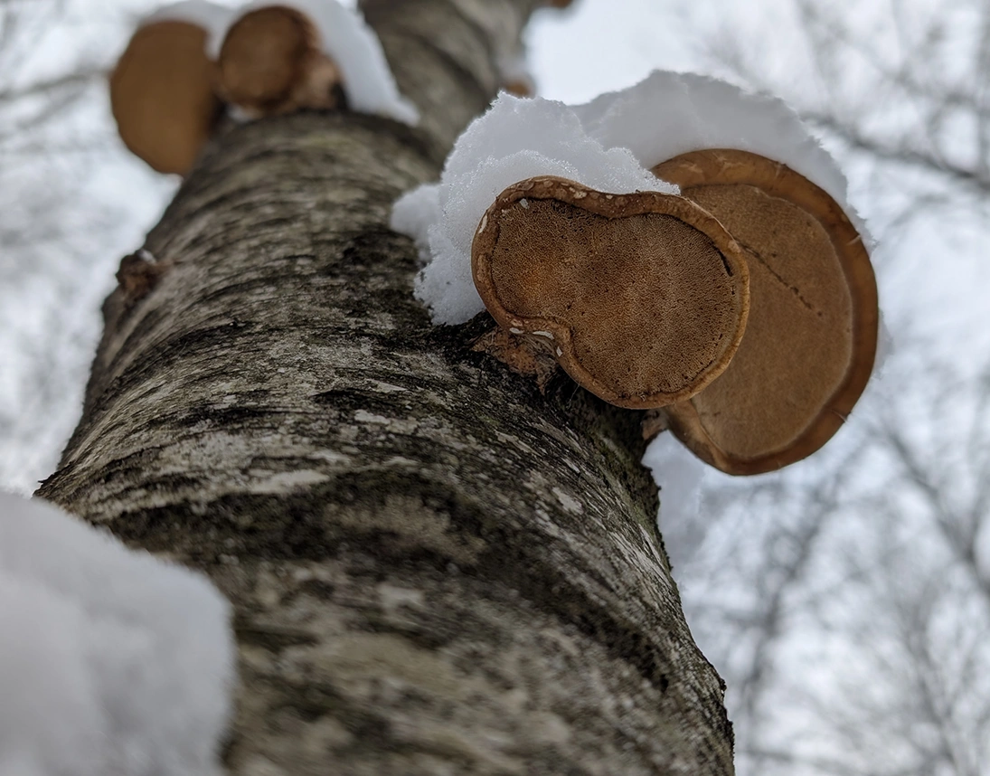 dolores-bois-randonnee-design-graphisme-feufollet